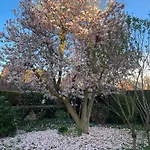 Magnolie
