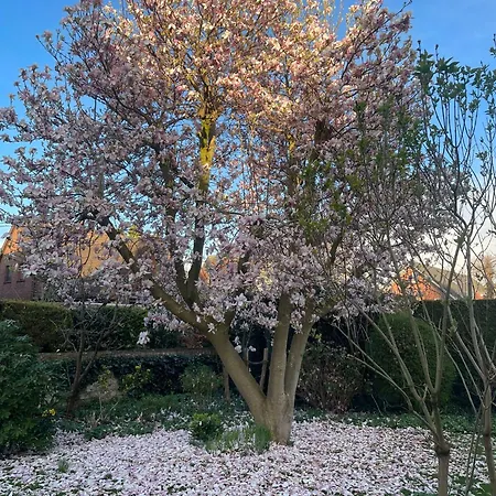 Magnolie
