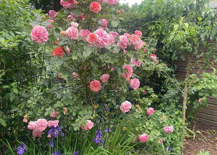 Magnolie إكسانتن